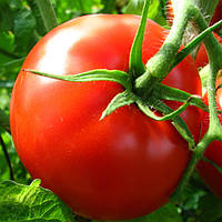 Семена томатов Готика Солнечный Март 100 шт
