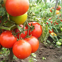 Семена томатов Подснежник Солнечный Март 100 шт