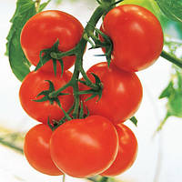 Семена томатов Кристал F1 Clause 10 шт