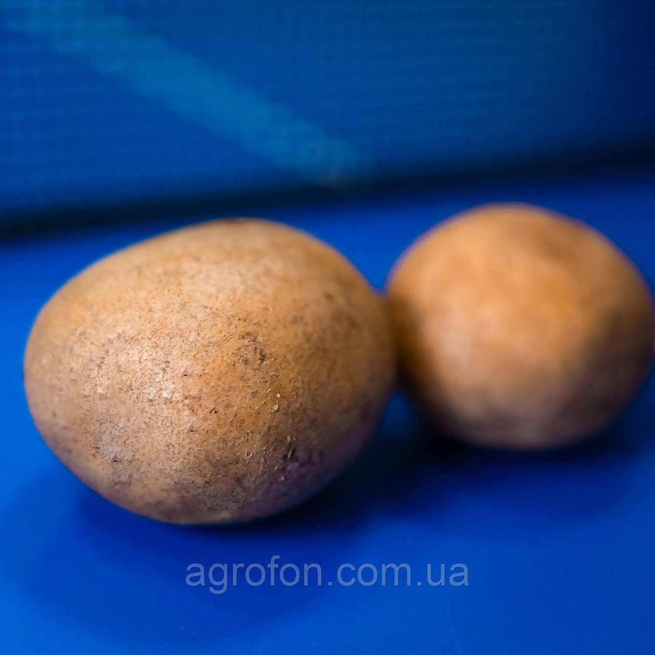 Голландське Насіння Картоплі Орла 20 кг