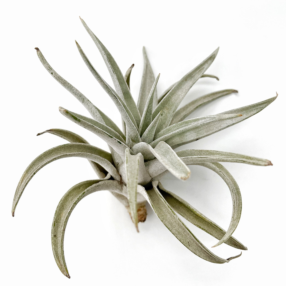 Тіландсія атмосферна Харісі (Tillandsia Harrisii), фото 1