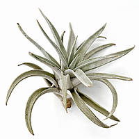 Тилландсия атмосферная Хариси (Tillandsia Harrisii)