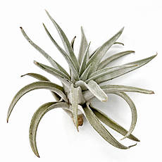 Тіландсія атмосферна Харісі (Tillandsia Harrisii)