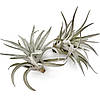 Тіландсія атмосферна Харісі (Tillandsia Harrisii), фото 3