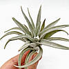Тіландсія атмосферна Харісі (Tillandsia Harrisii), фото 2
