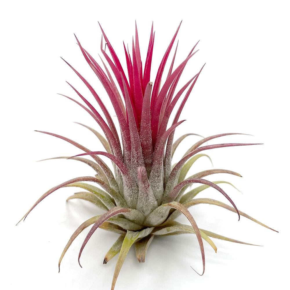 Тіландсія атмосферна Іонанта червона (Tillandsia Ionantha Red)