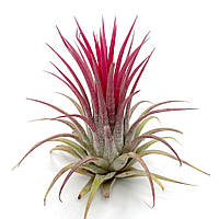 Тилландсия атмосферная Ионанта красная (Tillandsia Ionantha Red)