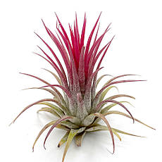 Тіландсія атмосферна Іонанта червона (Tillandsia Ionantha Red)