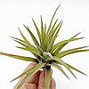 Тіландсія атмосферна Абдіда (Tillandsia Abdida), фото 2