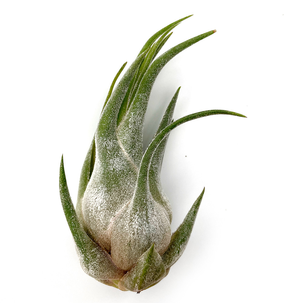 Тіландсія атмосферна Селеріана (Tillandsia Seleriana)