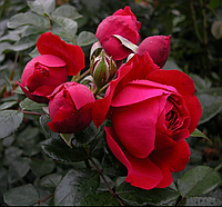 Троянда плетиста Флорентина, контейнер 4 л