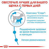 Корм для новонароджених собак ROYAL CANIN MINI STARTER 8 кг, фото 5