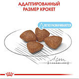 Корм для новонароджених собак ROYAL CANIN MINI STARTER 8 кг, фото 3