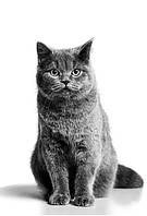 Корм для котів