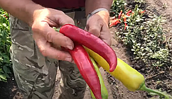 Насіння перцю гострого Хотстар F1, 500 насіння Enza Zaden