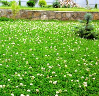 Семена Газонных Трав » Клевер Белый Юра Euro Grass 100 Г — Купить ...