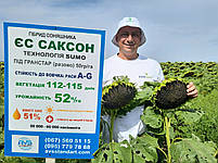 Насіння ЄС CАКСОН стійке до заразихи A-G. Соняшник САКСОН урожайний 50ц/га, олія 52%, посуха 9 балів., фото 5
