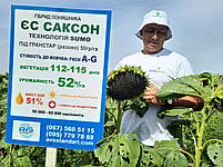 Насіння соняшнику ЄС САКСОН під Гранстар. Гібрид САКСОН 50 ц/га. Соняшник САКСОН. Стандарт Плюс фракція, фото 7