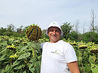 Насіння соняшника [ЄС АЛЬФА]. Насіння (ЕС АЛЬФА). Соняшник "ЕС АЛЬФА". АЛЬФА ЕЛІТА СЕЛЕКТ. Стандарт плюс, фото 9