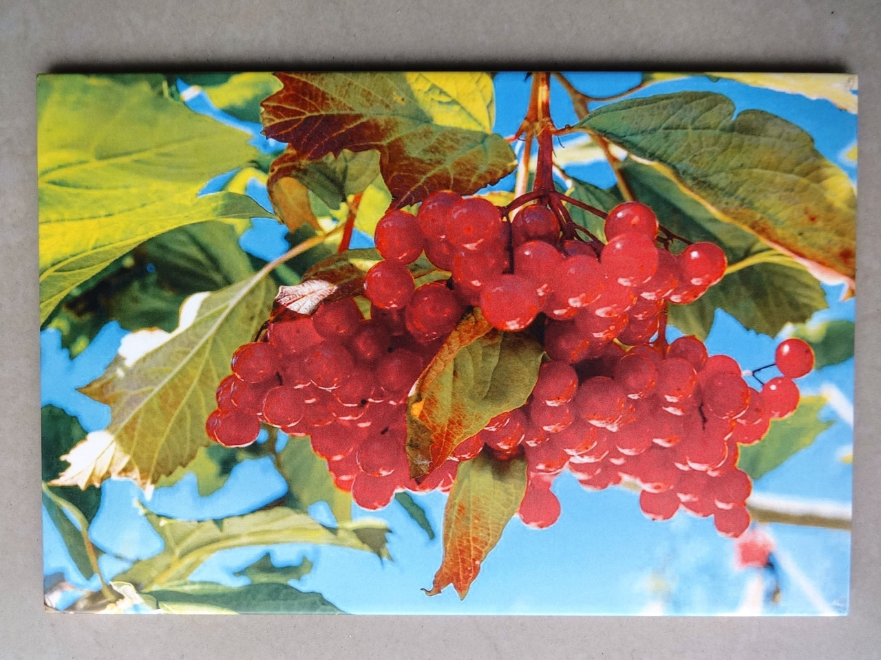 Фотоплитка для Кухни 20х30 — Купить Недорого на Bigl.ua (964395737)