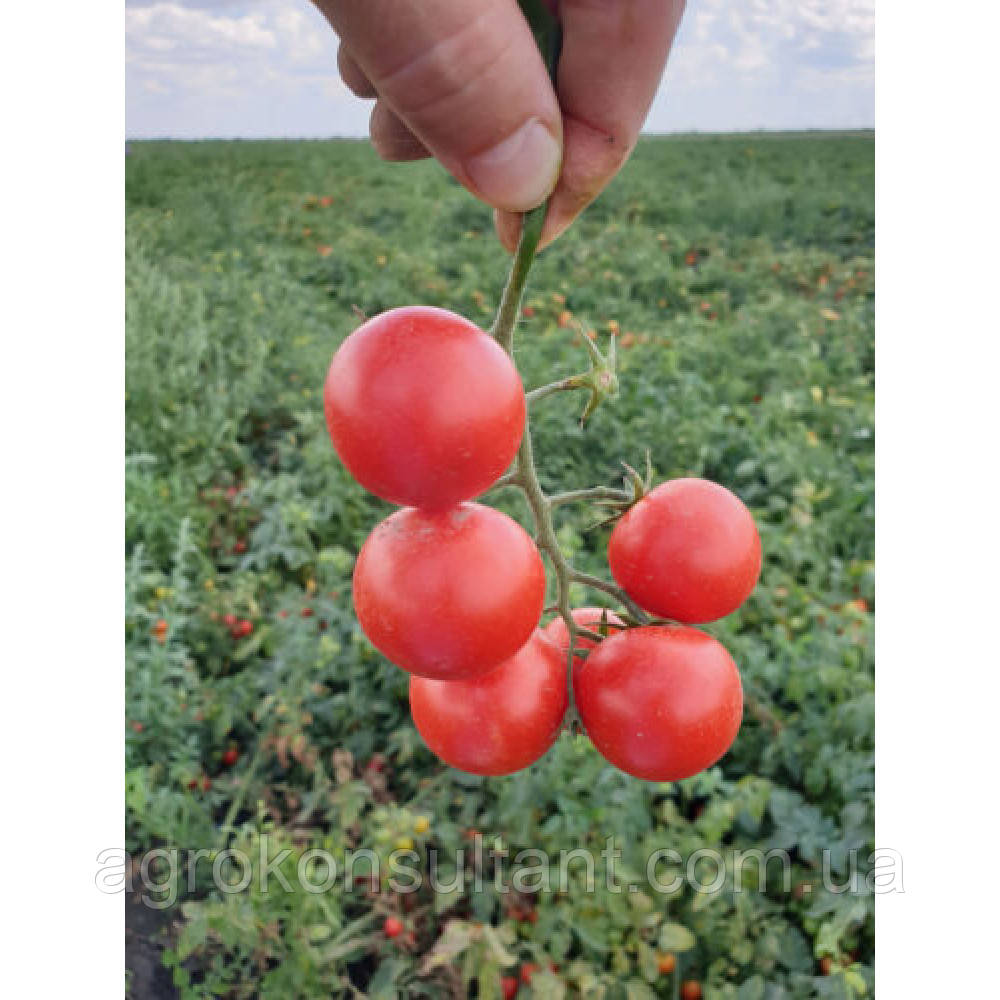 Насіння томату чері Дредд F1 / Дред F1 (Lark Seeds), поштучно - ранній (95 днів), детермінант, низькорослий