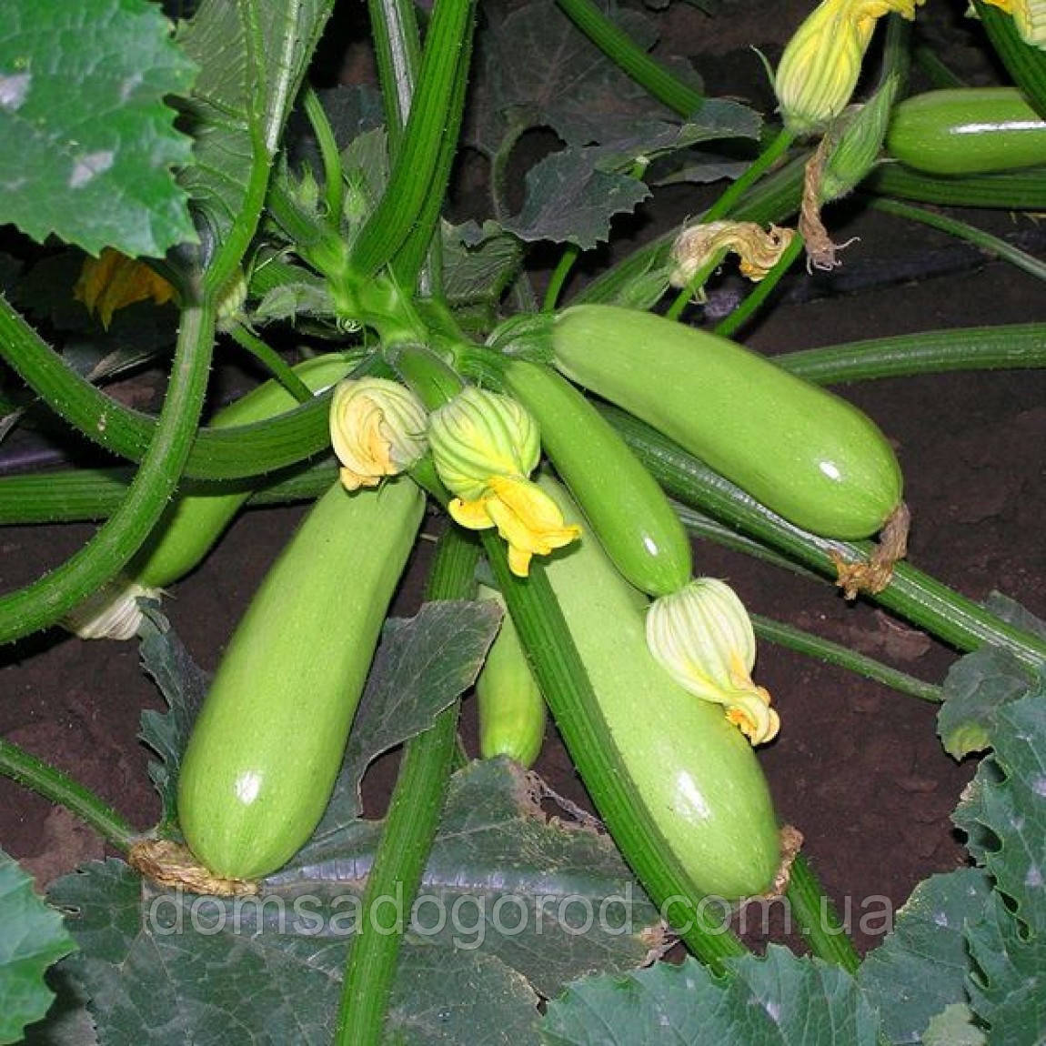 Кабачок ІСКАНДЕР | ESKENDERANY F1 Seminis 500 шт.