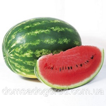 Кавун КС 632 F1 | KS 632 F1 Kitano Seeds 100 шт