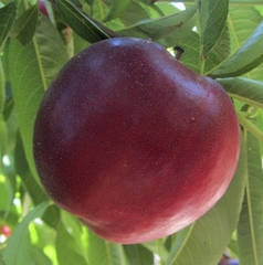 Саджанці нектарину сорт Екстрім Б'юті, підщепа маньчжурський персик