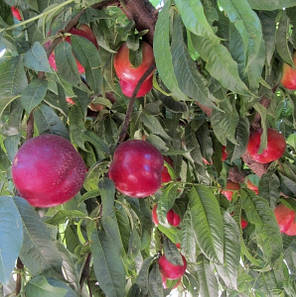 Саджанці нектарину сорт Екстрім Б'юті, підщепа маньчжурський персик, фото 2