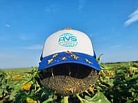 Насіння соняшника під Євролайтинг ЄС БЕРЕКЕТ. Урожайний гібрид стійкий до посухи ЄС БЕРЕКЕТ. Стандарт Плюс, фото 7