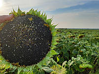 Насіння соняшника під Євролайтинг ЄС БЕРЕКЕТ. Урожайний гібрид стійкий до посухи ЄС БЕРЕКЕТ. Стандарт Плюс, фото 9