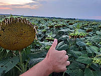Сантос Плюс під Євро-Лайтінг вовчок A-F. Соняшник під Євролайтинг Сантос Плюс КЛ 47ц/га. Фракція Екстра, фото 9