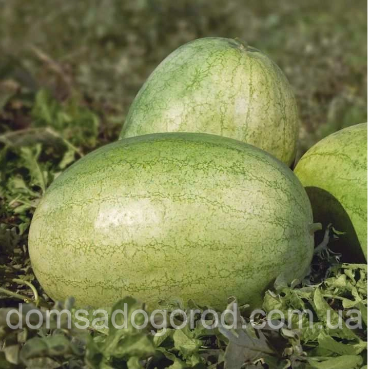 Кавун Банір КС  1819 F1 | КС 1819 F1 Kitano Seeds (Банір) 1000 шт