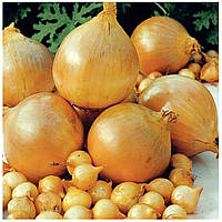 Цибуля озима арбажейка Сеншуй F1 500 г, TOP