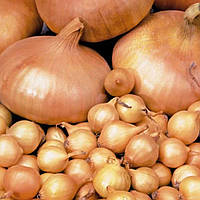 Цибуля озима арбажейка Радар голландія 500 г, Broer