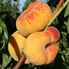 Персик інжирний сорт Світ Багел, підщепа мигдаль