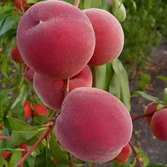 Саджанці персика середнього сорт Сенхейвен, підщепа маньчжурський персик