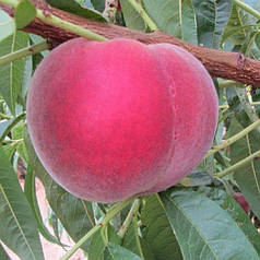 Саджанці персика раннього сорт Екстрім 314, підщепа мигдаль