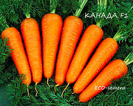 Насіння морква Канада F1 0.5 г (пізня)