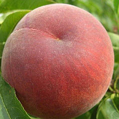 Саджанці персика раннього сорт Фреш Ред, підщепа мигдаль