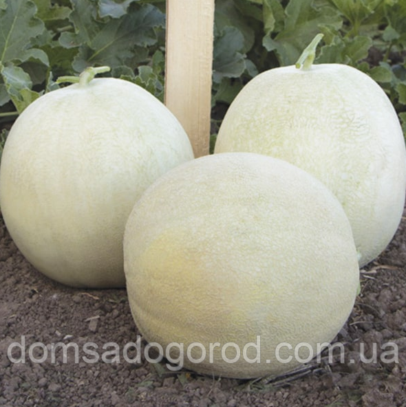 Диня Міра F1 | MIRA F1 Kitano Seeds 1000 шт