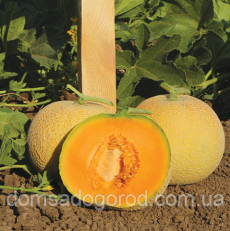 Диня КС 7049 F1 | КС 7049 F1 Kitano Seeds 100 шт