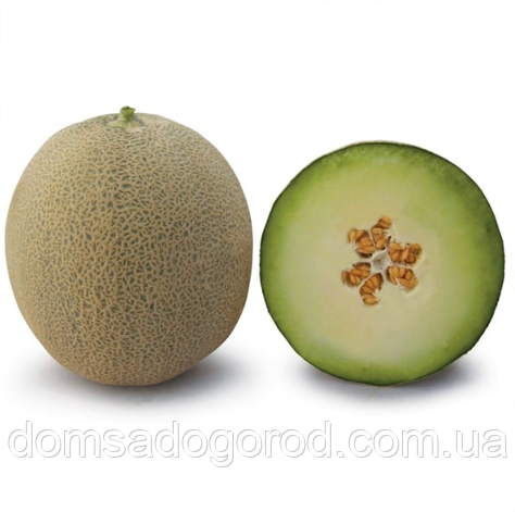 Диня КС 7044 F1 | КС 7044 F1 Kitano Seeds 100 насіння