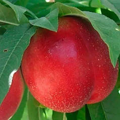 Гібрид персика та сливи колоновидний, підщепа алича