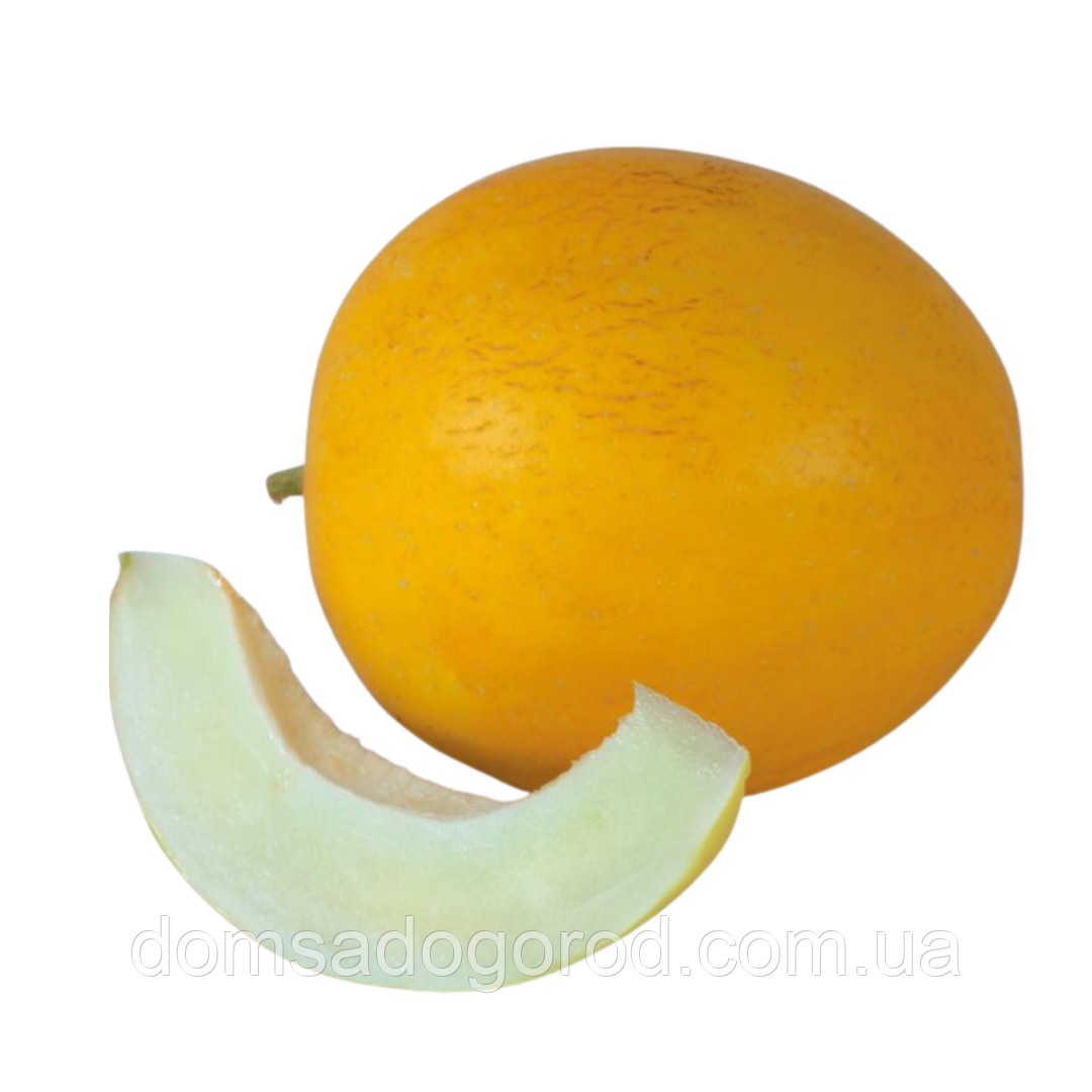 Диня КС 7066 F1 / КС 7066 F1 Kitano Seeds 1000 шт