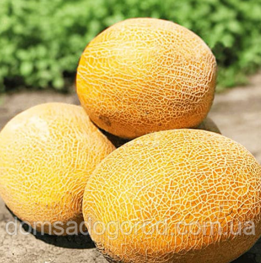 Диня KS 33 F1 | KS 33 F1 Kitano Seeds 1000 насінин