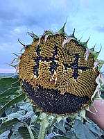 Неймар Плюс насіння соняшнику 53ц/га. Соняшник під гранстар (Неймар Плюс) заразиха A-G+. Фракція Екстра, фото 6