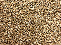 Борошно пшеничне цільнозернове твердого сорту «Ріно», ціна за 2 кг. (1 кг. 35 грн.)