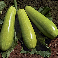 Кабачок ЯЗУМА KS 3714 F1 | KS 3714 F1 Kitano Seeds (Язума ) 1000 шт