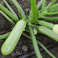 Кабачок KS 2446 F1 | KS 2446 F1 Kitano Seeds 250 насінин (Йокі )